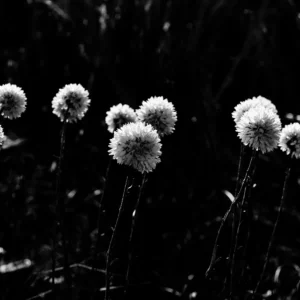 everlastings in black and white