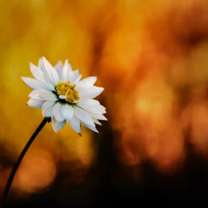 white everlasting against autumn foliage