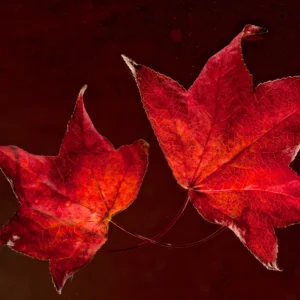 Maple Leaves