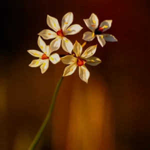 White Everlasting
