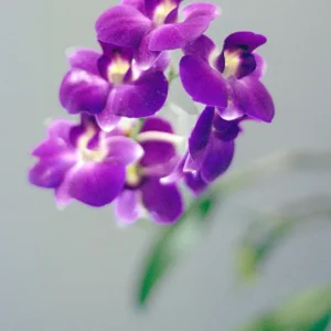 orchids on film